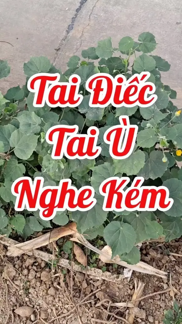 Tai điếc thì dùng cây gì? 