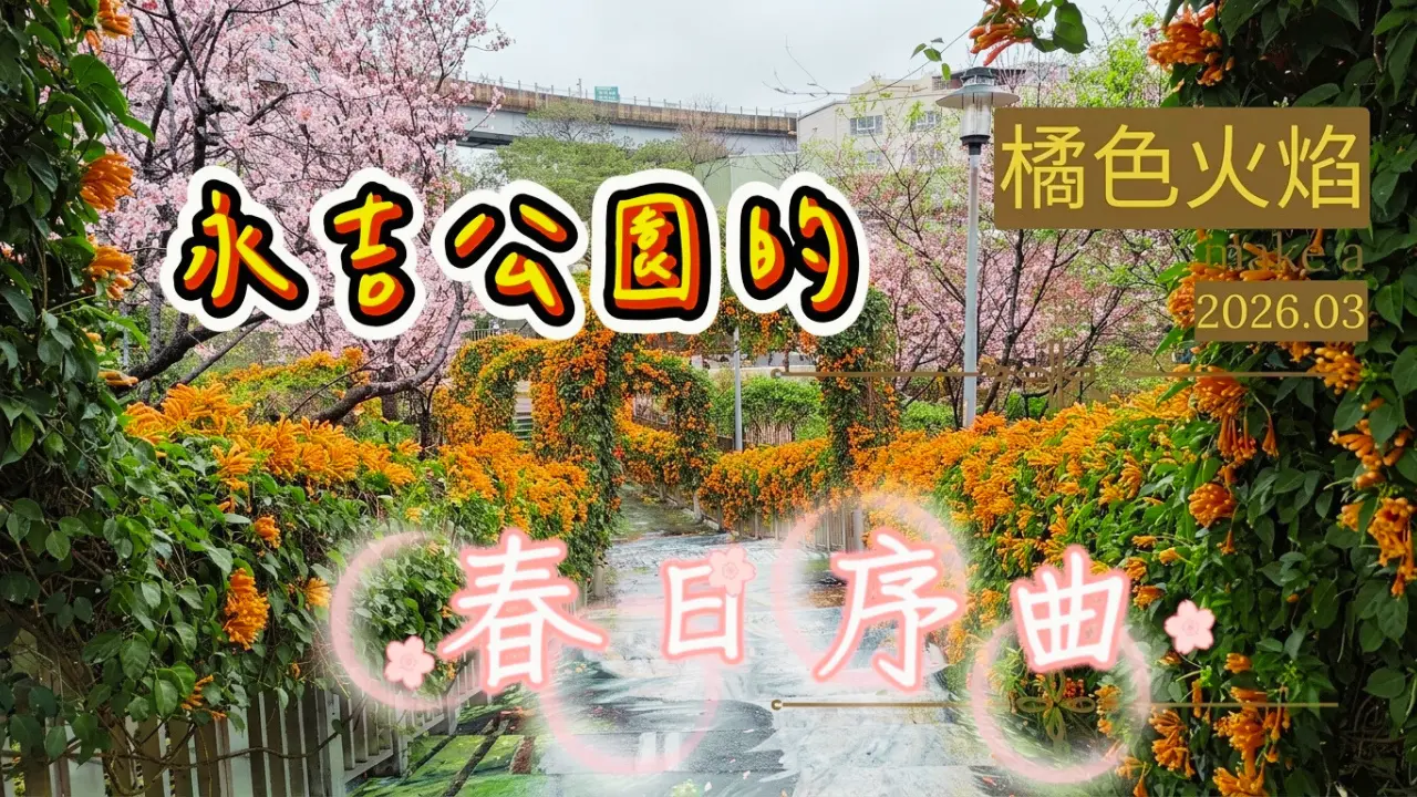 【橘色火焰：🏘️永吉公園的春日序曲】最美的🥀炮仗花步道 ! 2-4月盛開期    #安哥遊蹤